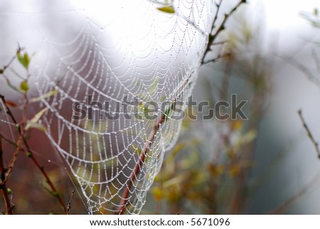Cob web in the morning dew with drops like pearls.