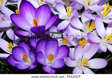 field of purple crocus flowers