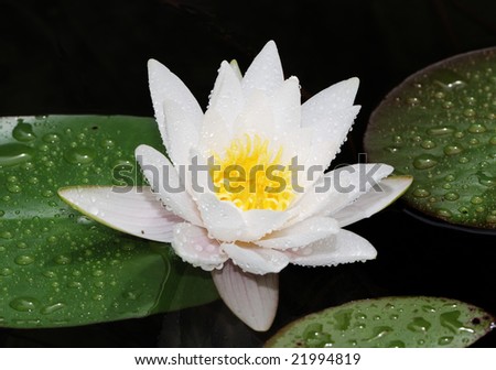 White lotus blossom after the rain