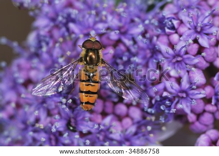 Hover fly on purple fower