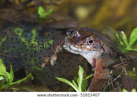Common frog and frog spawn