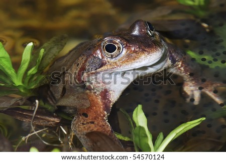 Grass frog and frog spawn