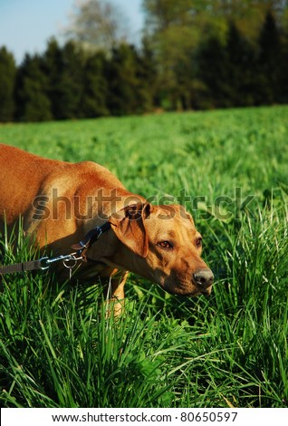 Dog tracking in grass field