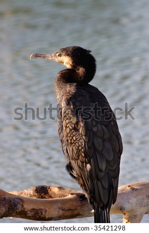 Cormorant laid down in a branch scanning the horizon