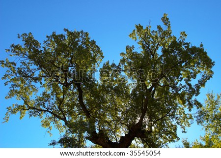 Composition of a tree to back lighting