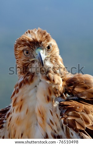 Fantastic eagle of red tail (Buteo jamaicensis) posing placidly