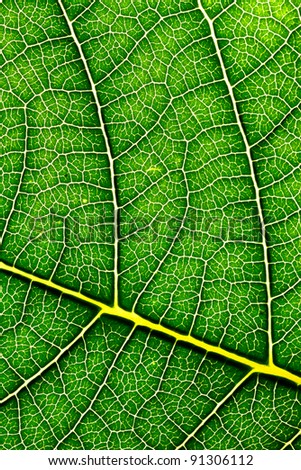 A macro of a leaf texture to back lighting