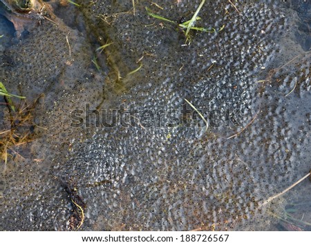lots of frog spawn seen from above