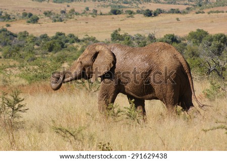 savanna scenery with elephant seen in Botswana, Africa