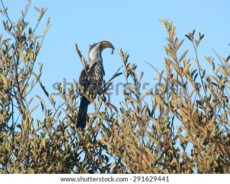 Northern red-billed hornbill on a treetop in Botswana, Africa