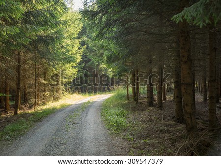 idyllic forest track including sun and shadow