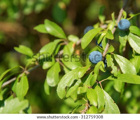sunny detail of a blackthorn plant with blue berries in natural ambiance