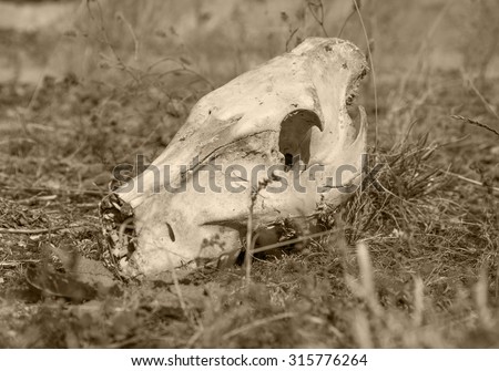 warm toned picture of a wild pig skull on grassy ground