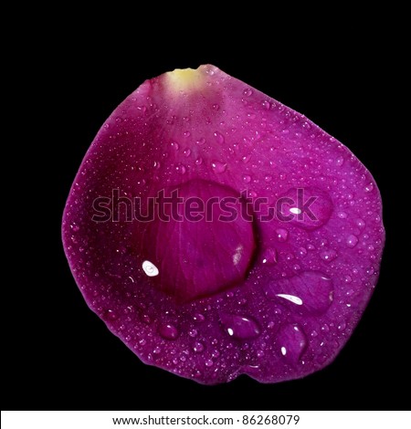 studio photography of a wet purple rose petal with water drops and dew upon, isolated on blackmore rose petals: