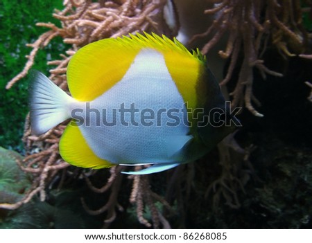 black, yellow and white colored Butterfly fish in underwater ambiance