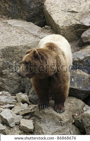 high angle full body shot of a Brown Bear in stony back