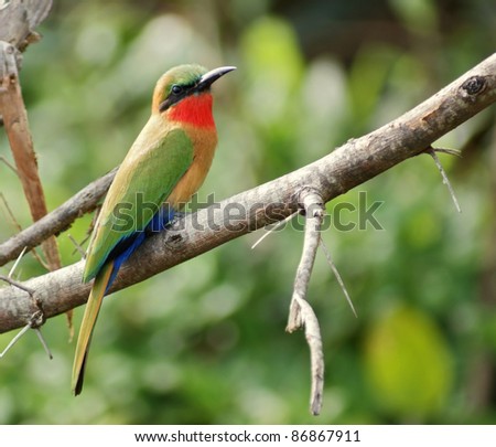 a colorful bird in Uganda (Africa) named \