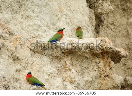 colorful birds in Uganda (Africa) named 