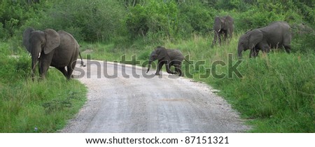 a elephant family in Uganda (Africa) while crossing a jungle road