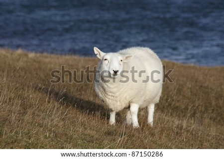 sheep near coast in Scotland at evening time