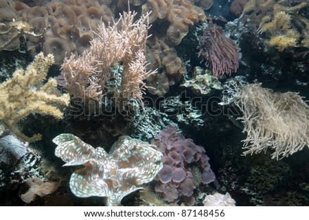 underwater scenery showing a colorful coral reef detail with various animal species