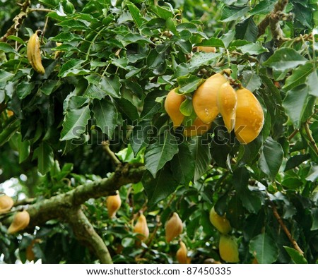 some yellow fruits in natural back in Uganda (Africa)