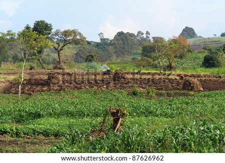 detail of a traditional small village near Rwenzori Mountains in Uganda (Africa) with agriculture in sunny ambiance
