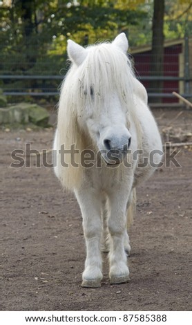 frontal shot of a white pony in agricultural back