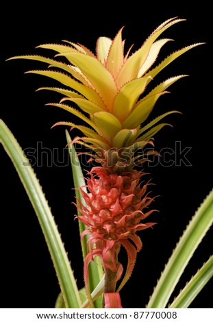 colorful pineapple fruit in black back