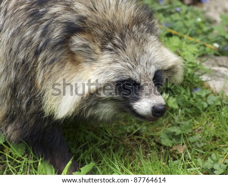 portrait of a Raccoon Dog in grassy ambiance
