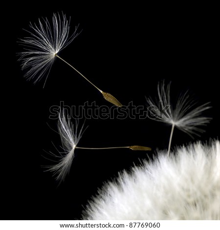 Similar – Foto Bild Nahaufnahme einer filigranen Pusteblume mit Tropfen