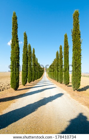 Crete senesi, characteristic landscape in Val d\'Orcia (Siena, Tuscany, Italy): country road flanked with cypresses ascending a hill, in a summer afternoon.
