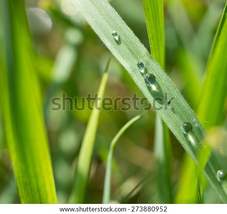 grass with drops of water, shallow depth of field