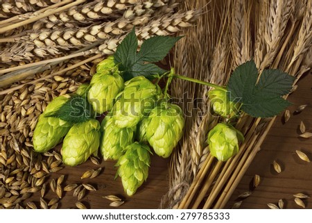 hops and barley -raw material for beer production