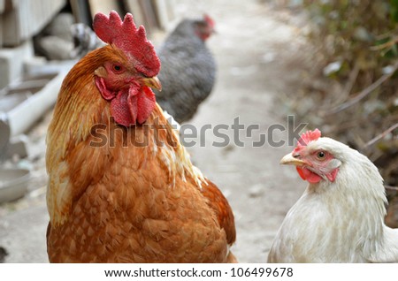 Colorful cock and white hen are looking at each other