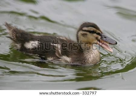 Baby duck yelling for it\'s mom