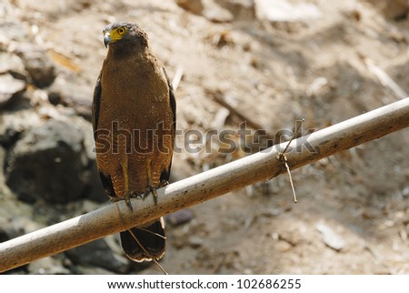 Bird of Thailand is Crested Serpent Eagle on Tree