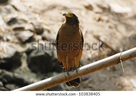 Bird of Thailand is Crested Serpent Eagle on Bamboo