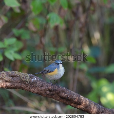 Bird (male) Red-flanked Bluetail (Tarsiger cyanurus) on the best perch
