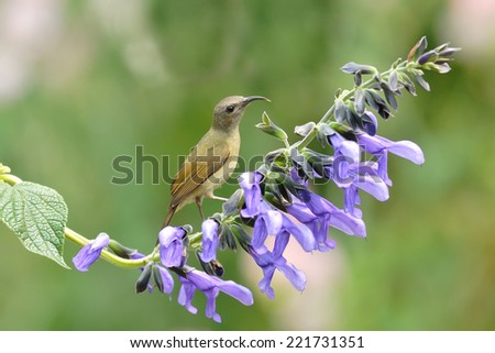 Bird on the best perch. Black-throated Sunbird with violet flower