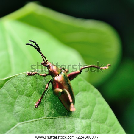 Sagra femorata purpurea (Lichtenstein, 1795) or Tricolor Big-legged Beetle on green leaves