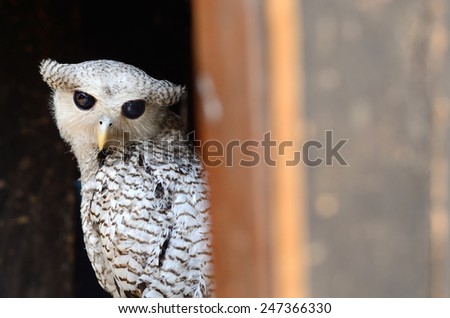 Bird on the best perch (Spot-bellied Eagle-Owl or Forest Eagle-Owl) in old house , Chiangmai Thailand