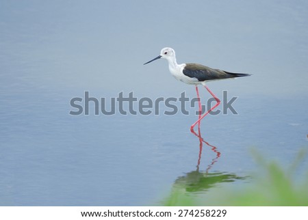 Beautiful bird (Black-winged Stilt) walking in the pond