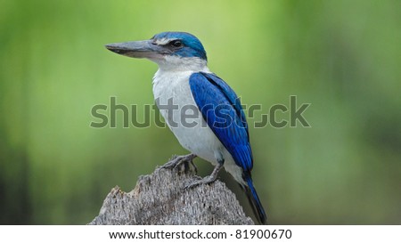 Bird of Thailand Collared Kingfisher resident in Thailand with Green background