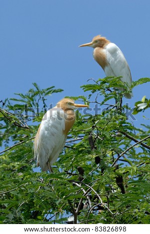 cattle egret bird of Thailand