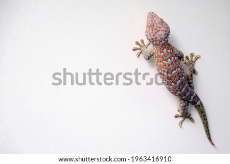 a giant colorful beautiful gekko walking on the white concrete wall with empty copy space Stock fotó © 