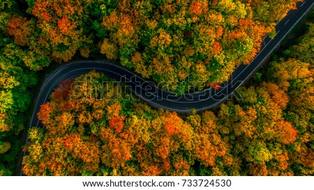 Foto Bild Luftaufnahme eines dichten Waldes im Herbst mit durchgeschnittener Straße