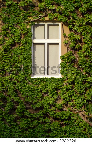 Window on an old house covered with ivy