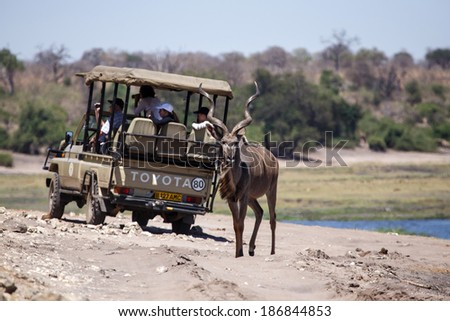 BOTSWANA - OCTOBER 6 2013: Kudu walks near tourist truck in a year of drought at Savuti Camp Site in Chobe National Park, Botswana
