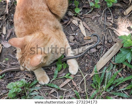 Young cat hunts and plays with bronzeback snake in the jungle